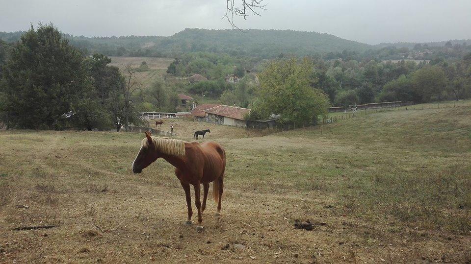 Ecopark Elena Otel Dış mekan fotoğraf